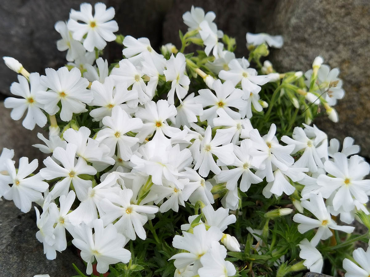 Phlox subulata 'Spring white'